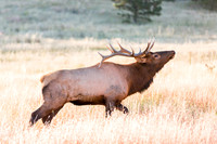 Elk Medow